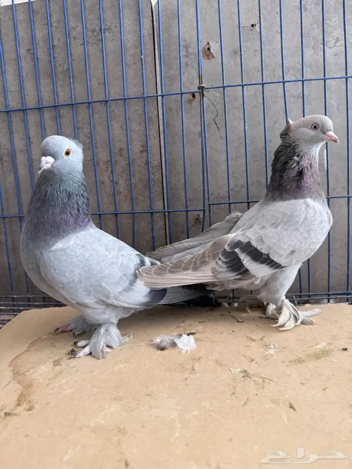 جوز تركي 2