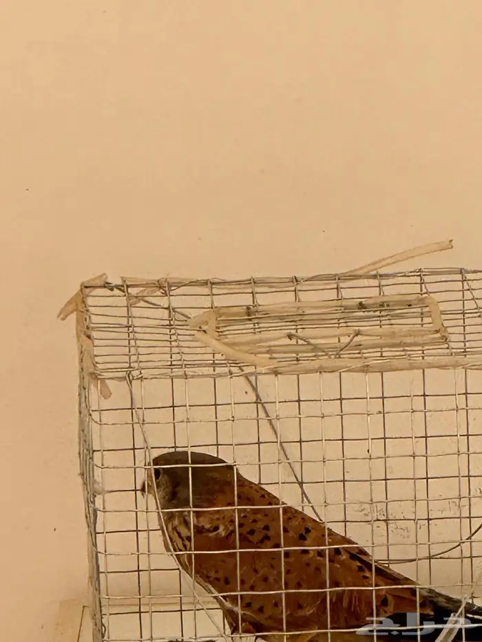 حميميق شبوط 1