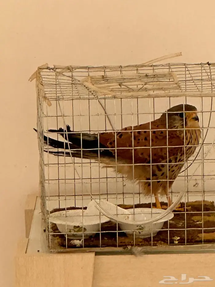 حميميق شبوط 0