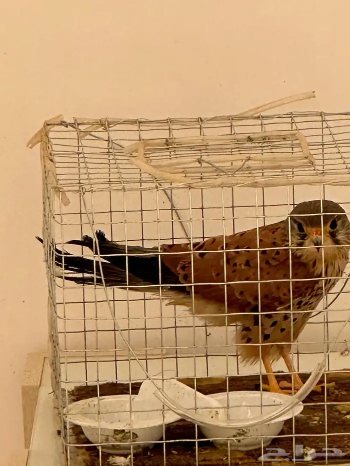 حميميق شبوط 5