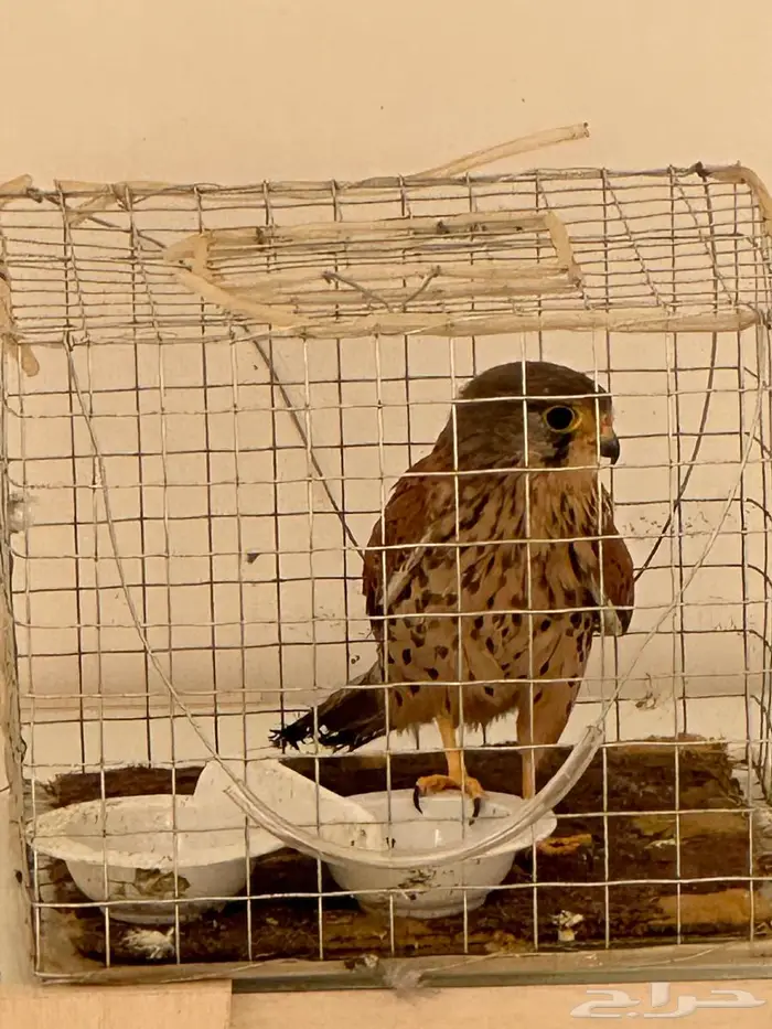 حميميق شبوط 2