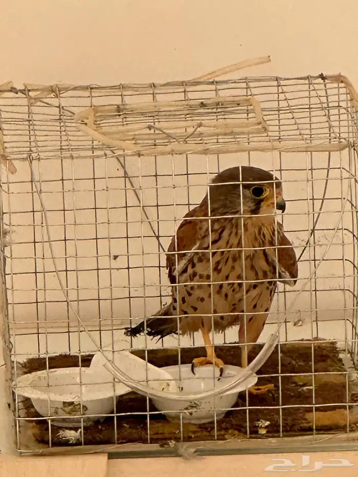 حميميق شبوط 3