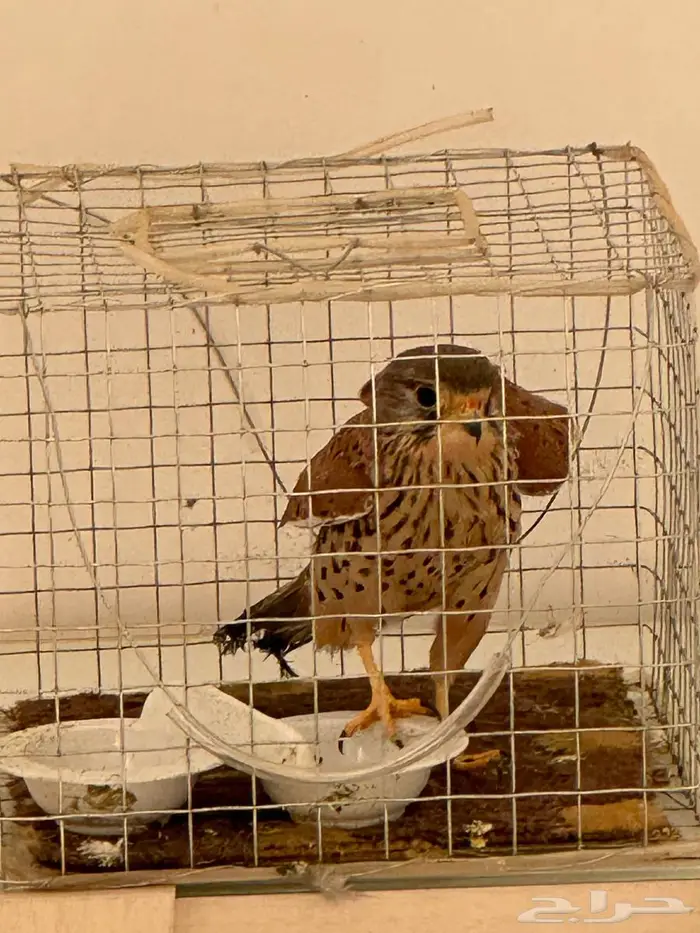 حميميق شبوط 4