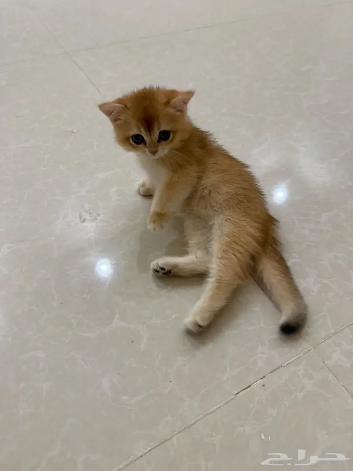 قط سكوتش ستريت 2