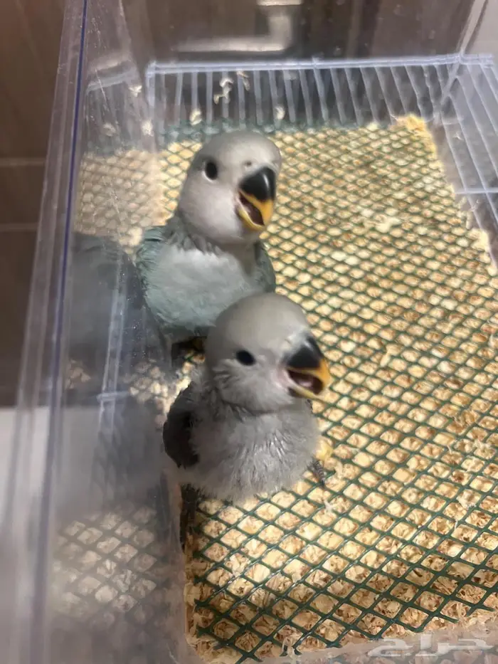 فروخ روز ( تم البيع الله يبارك لراعيهم ) 1