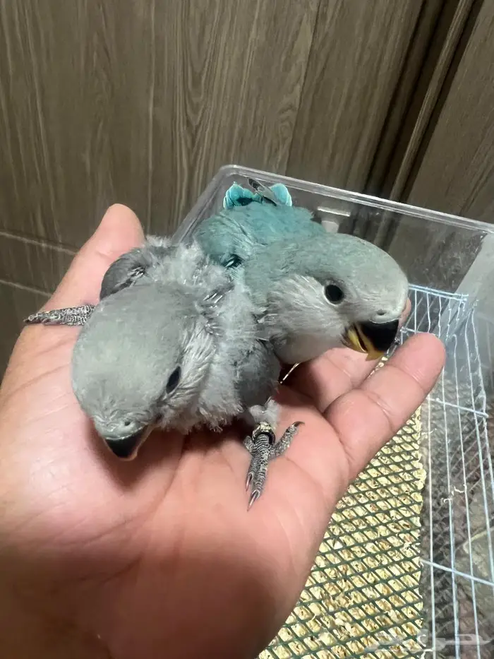 فروخ روز ( تم البيع الله يبارك لراعيهم ) 0