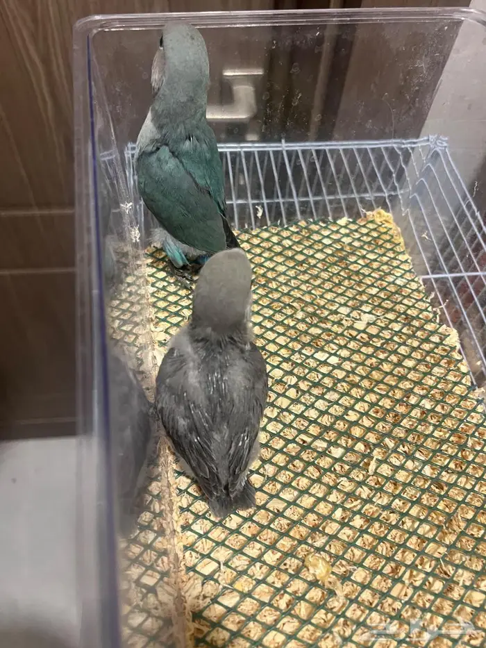 فروخ روز ( تم البيع الله يبارك لراعيهم ) 2