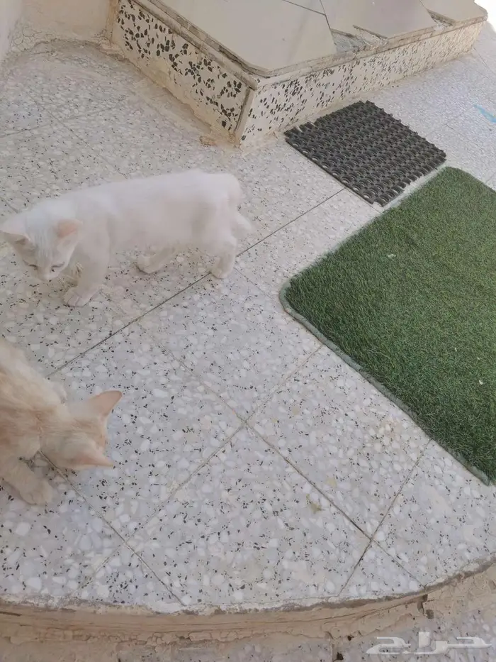 قطط صغيرة للبيع بالأحساء 5