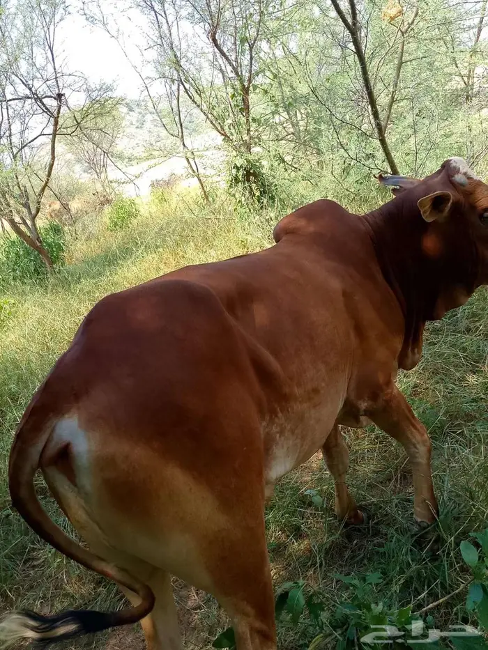 حسلان للبيع 0