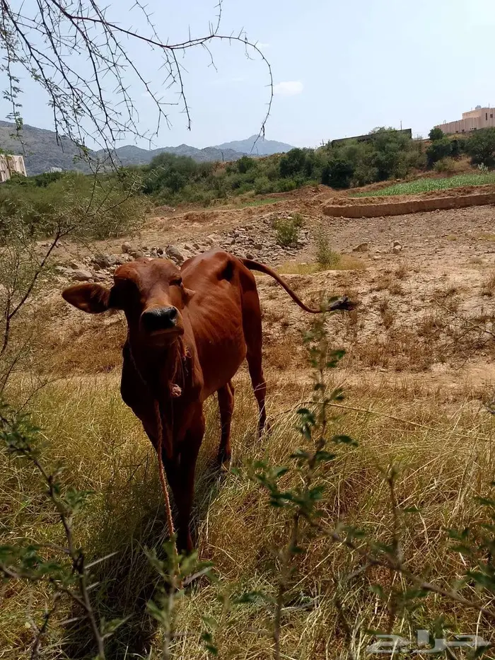 حسلان للبيع 1