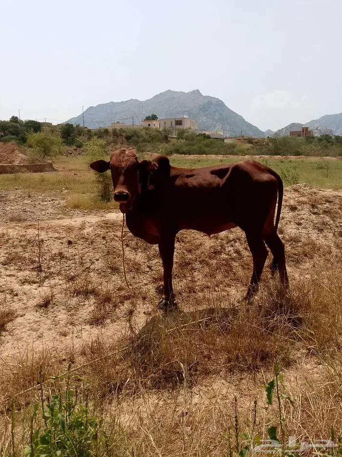 حسلان للبيع 4