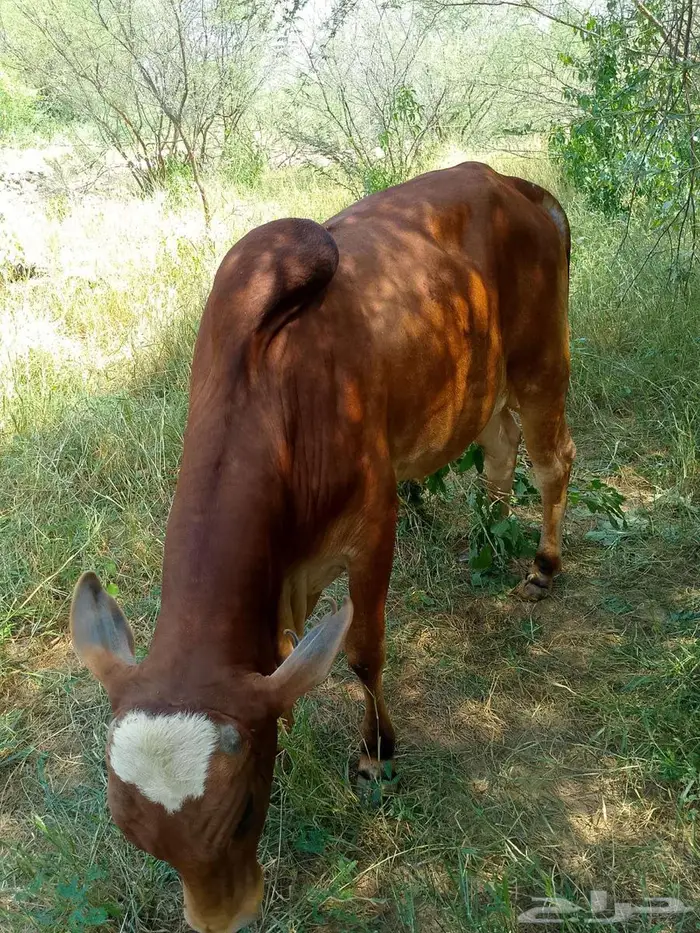 حسلان للبيع 5