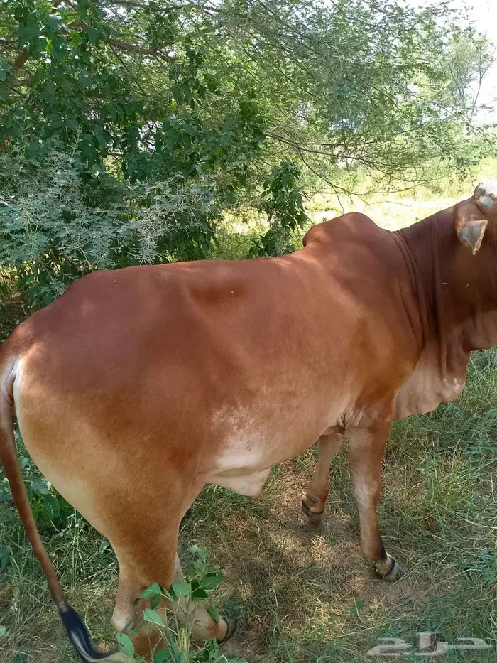 حسلان للبيع 7