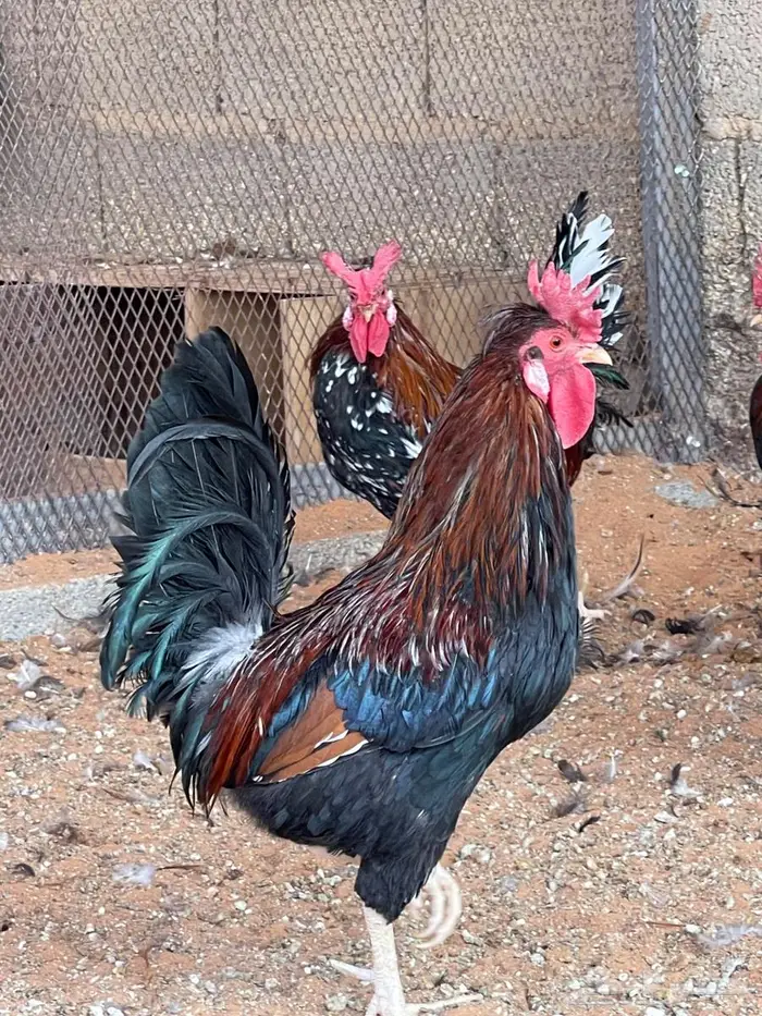 ديك عربي افرق 0