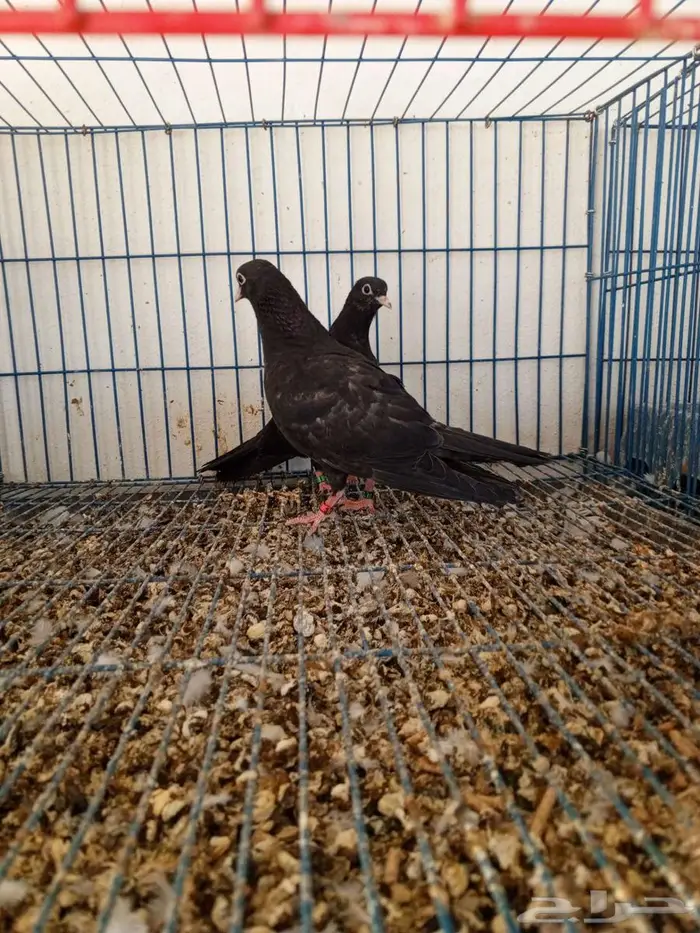 صنعاني اسود 2