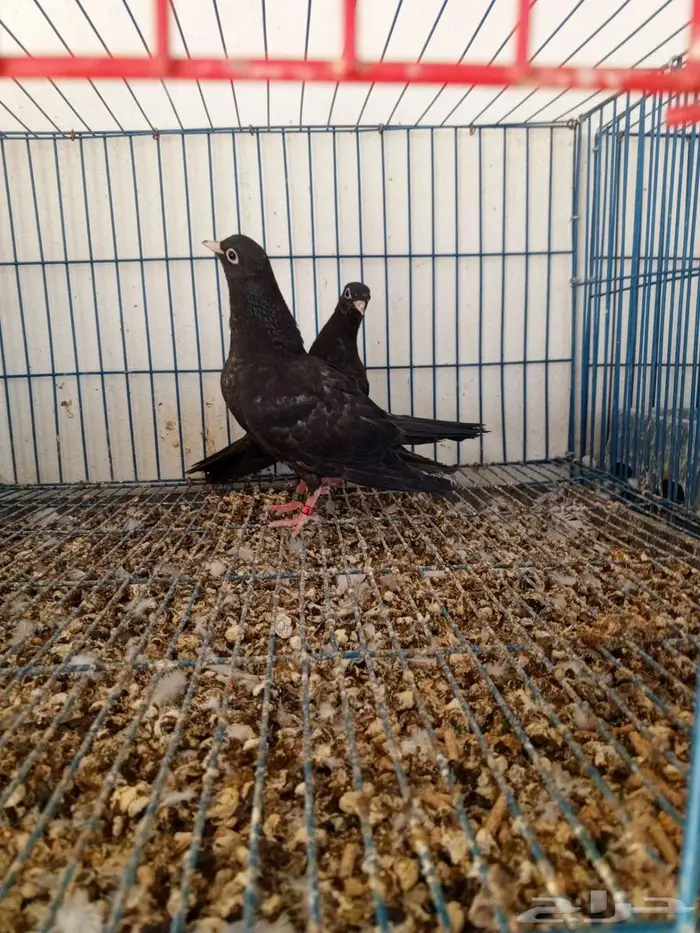 صنعاني اسود 3