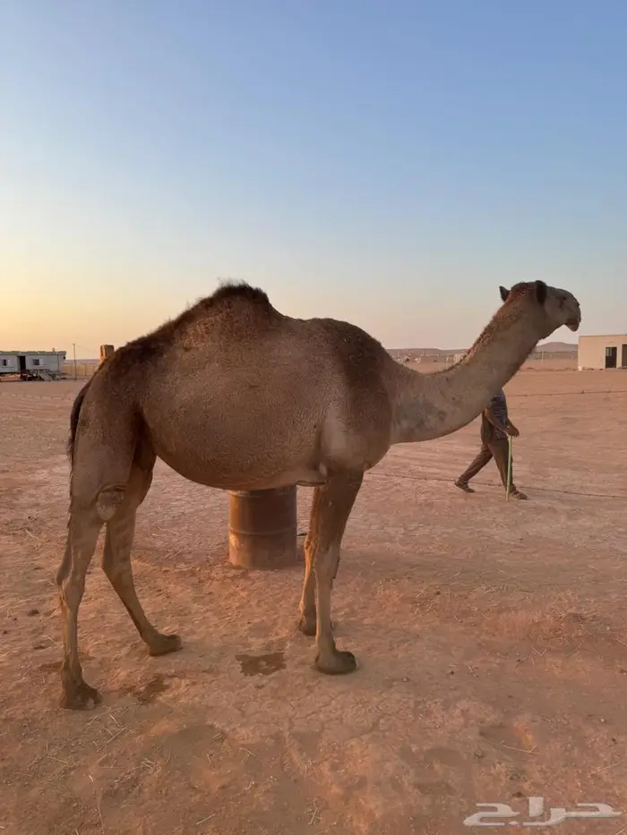 الناقه الصفرا للبيع 0