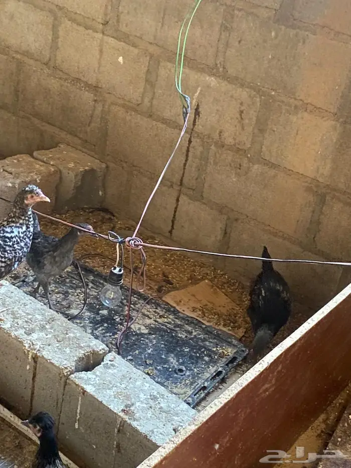 للبيع دجاج بلدي 0