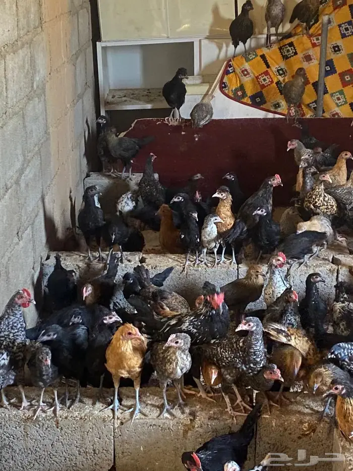 للبيع دجاج بلدي 1