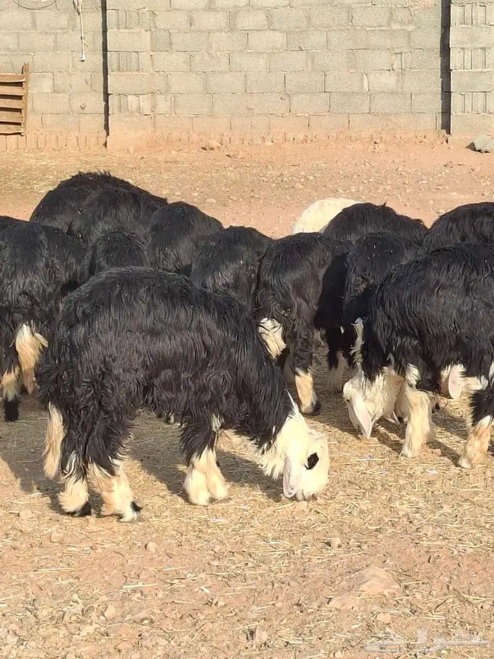 طليان نجد للبيع 0