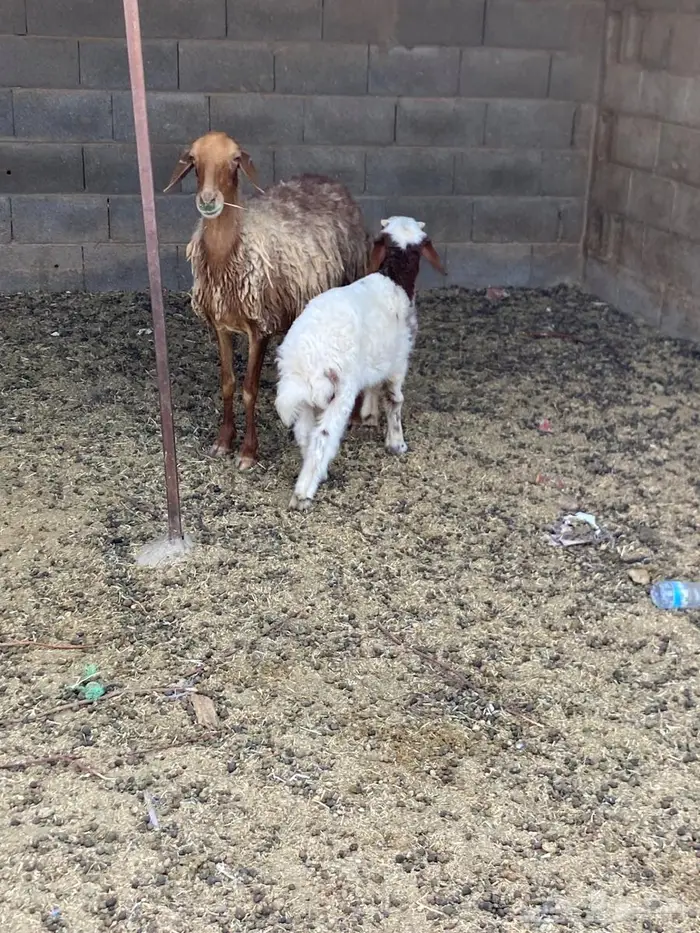 نعجه معها خروف 1
