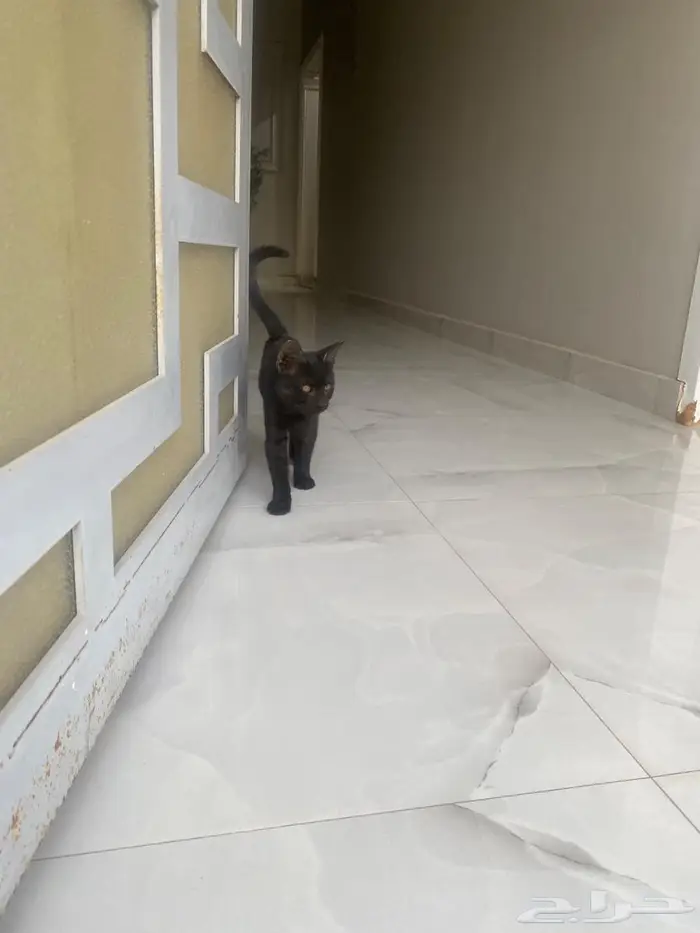 قطط للتبني اناث 4