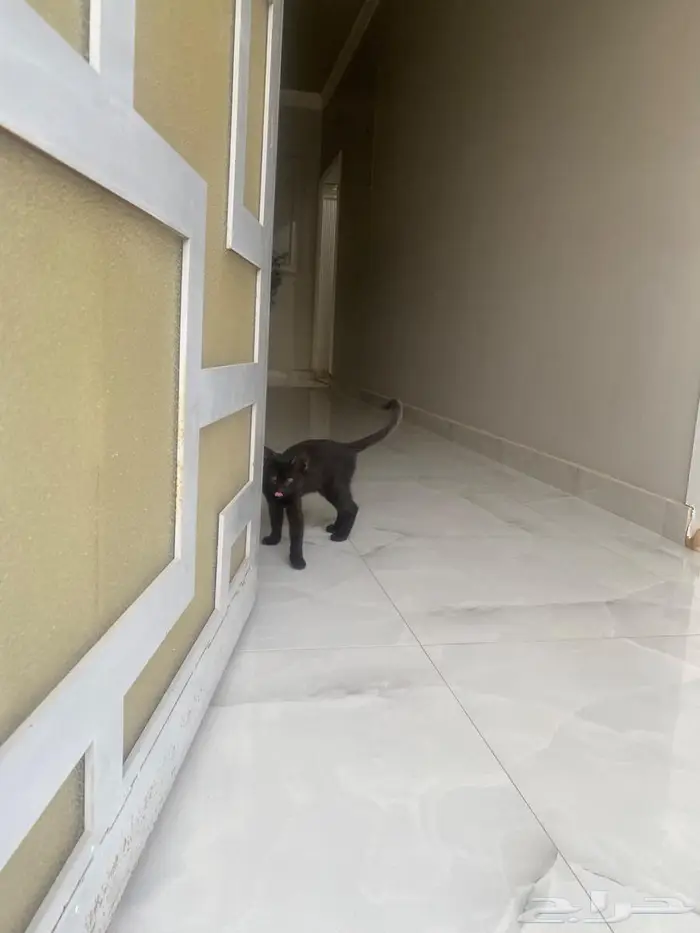 قطط للتبني اناث 5