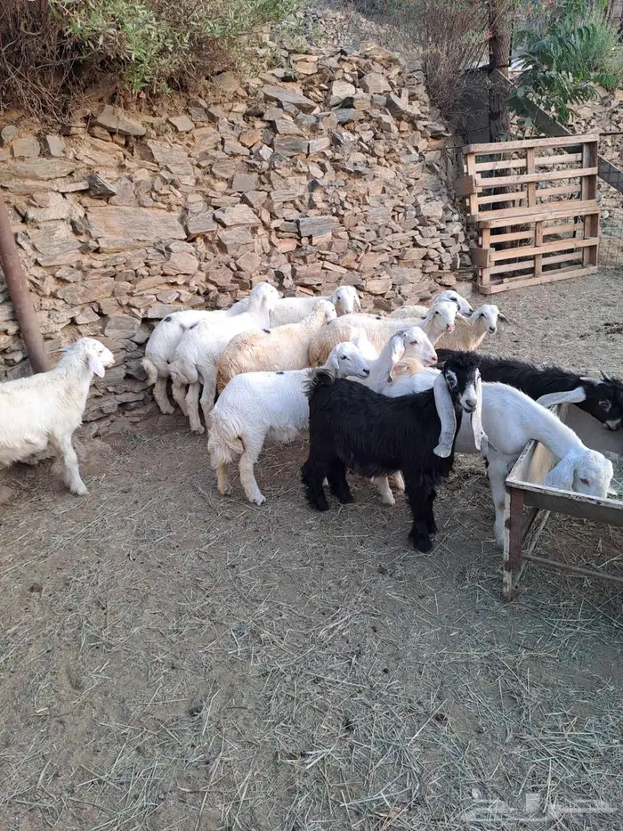 طليان وتيوس 0