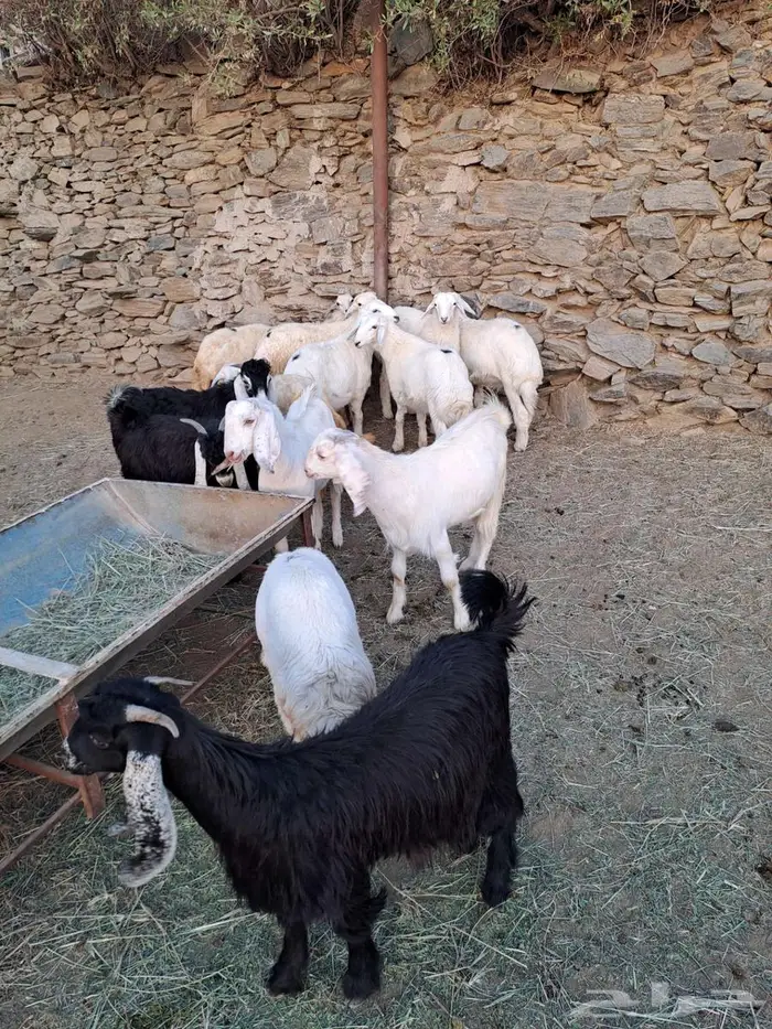 طليان وتيوس 2