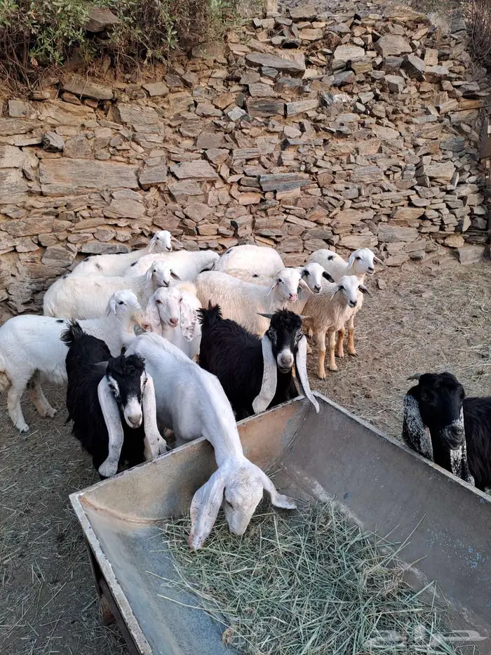 طليان وتيوس 3