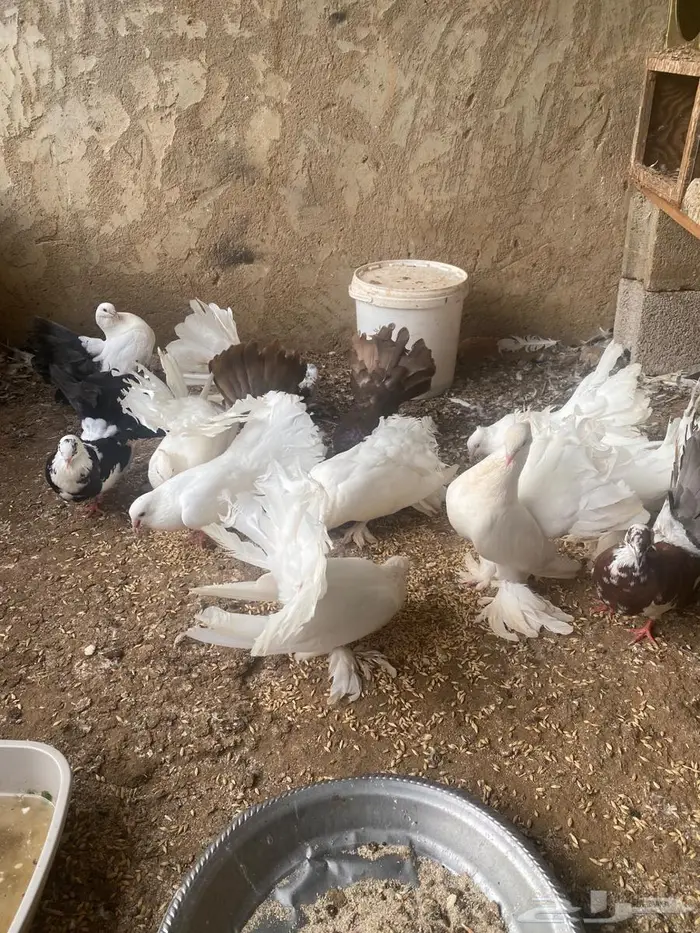 حمام رقاصي للبيع على السوم 0