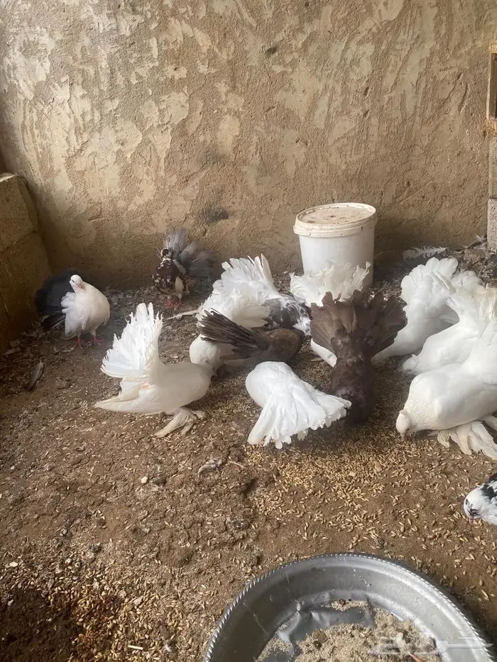 حمام رقاصي للبيع على السوم 3