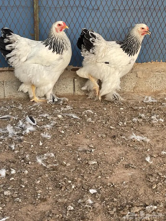 طقم براهما كولمبي أصل 1