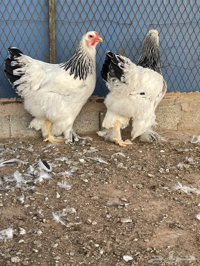 طقم براهما كولمبي أصل 0