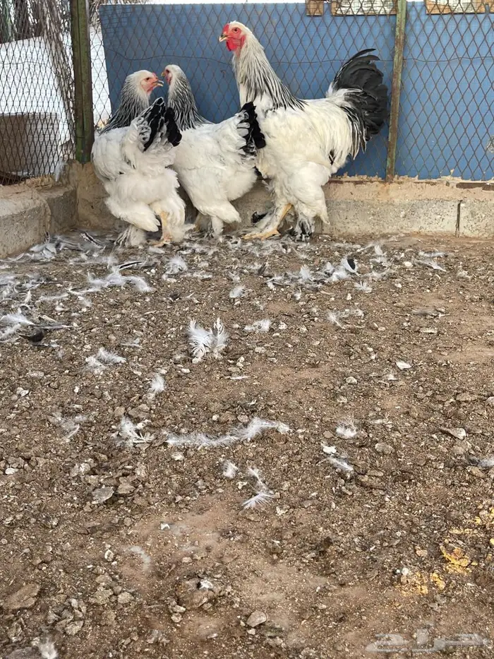 طقم براهما كولمبي أصل 3