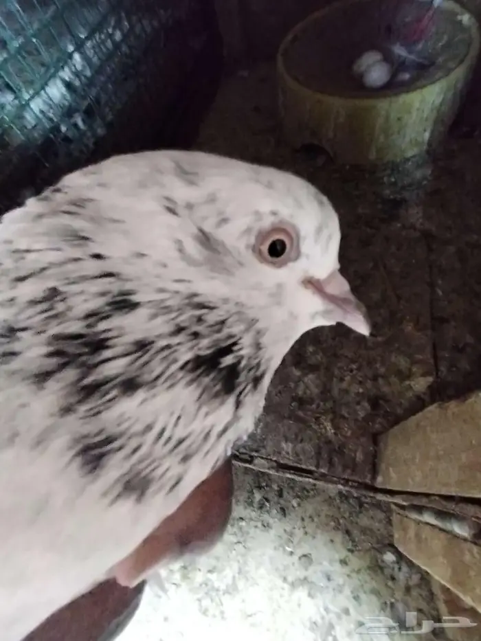 جوزين حمام باكستاني 10