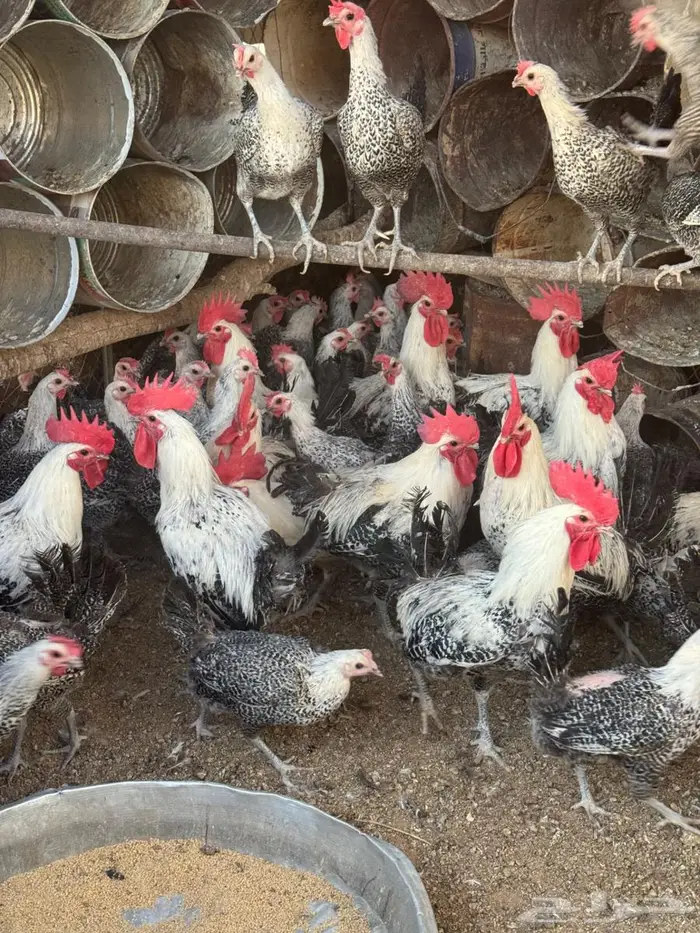 دجاج فيومي بياض سوبر جانبو الحجم 0