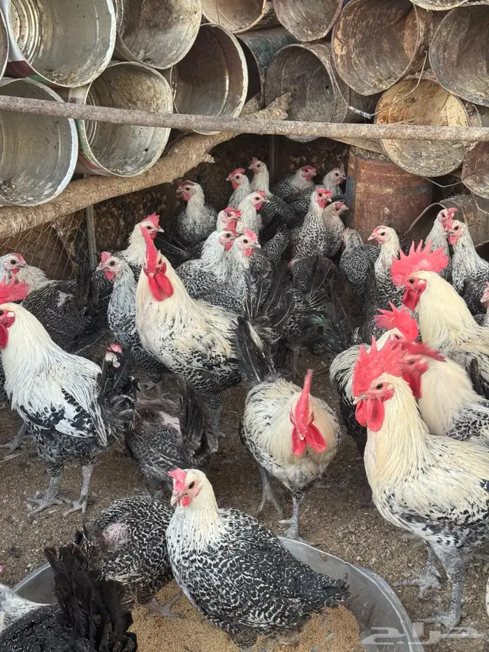 دجاج فيومي بياض سوبر جانبو الحجم 2