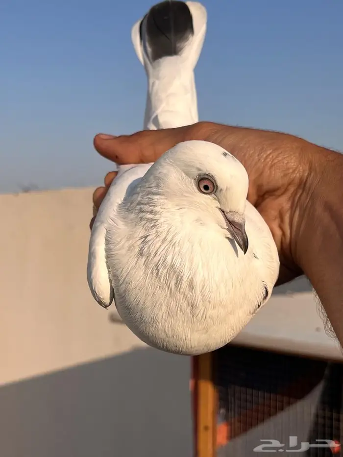 باكستاني ( شتري ) Top 0
