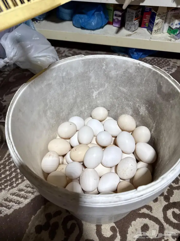 يوجد بيض بلدي حق اليوم نظيف شرط وتجميع يومي 0