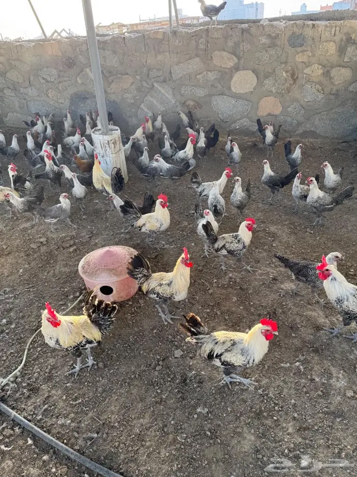 دجاج فيومي بشاير 1