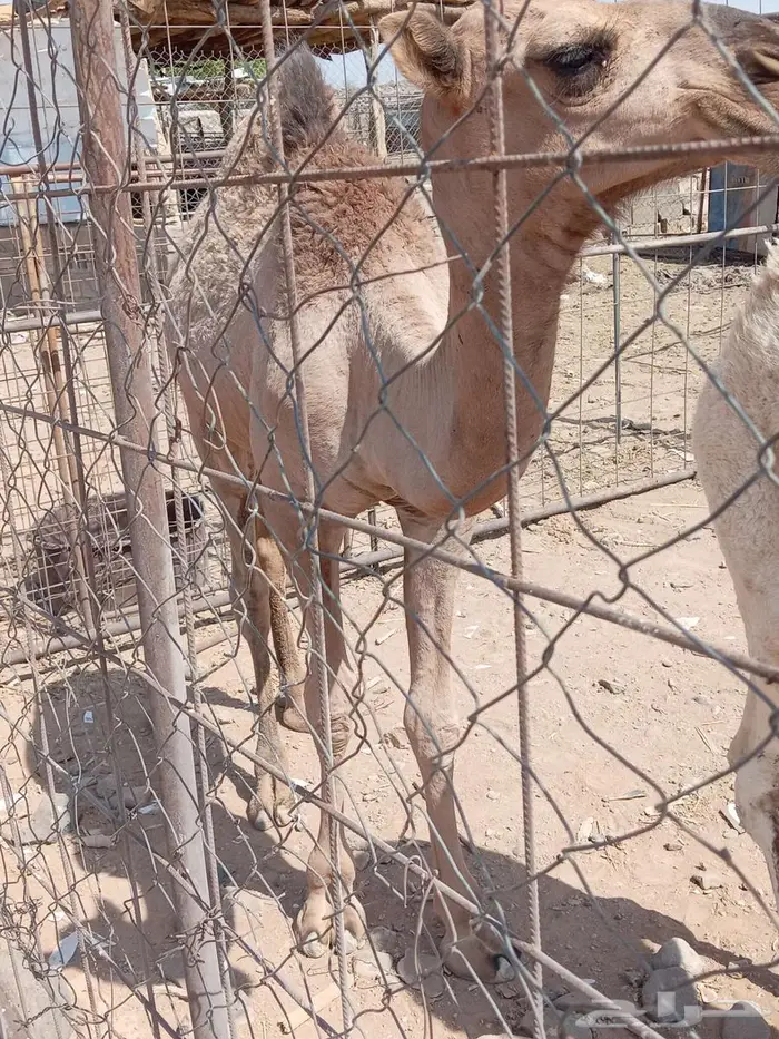 للبيع قعدان 3