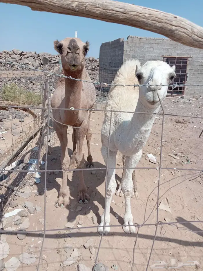للبيع قعدان 4