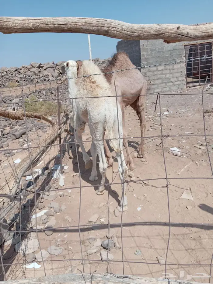 للبيع قعدان 5