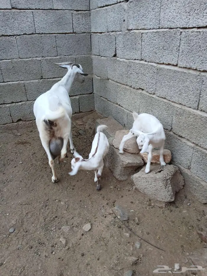 اذكرو الله وصلو ع النبي نعرض لكم عنز متاومه 1