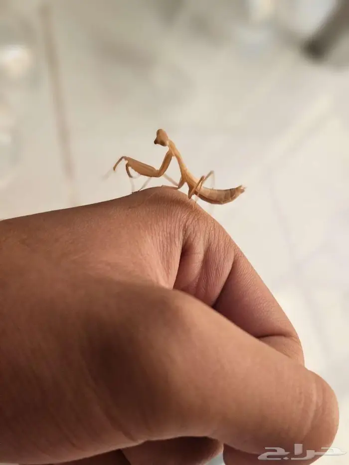 Miomantis paykullii   Egyptian pygmy mantis 5