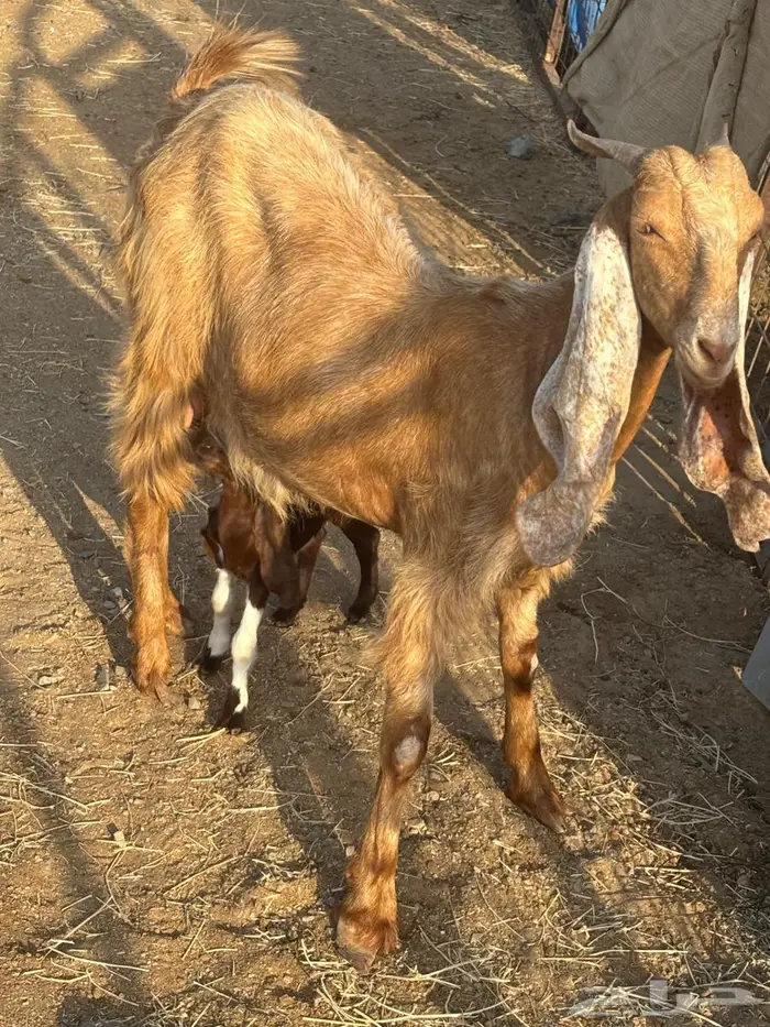 عنز مصرية معها بنتها مثلها 1