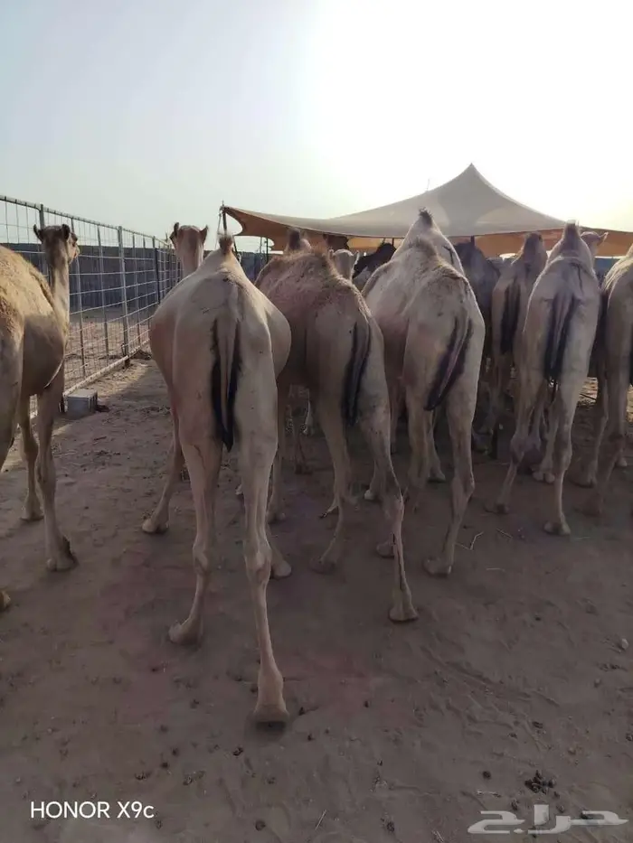 قعدان صوماليه بكميات لتجار الجملة بسوم تنافسي 0