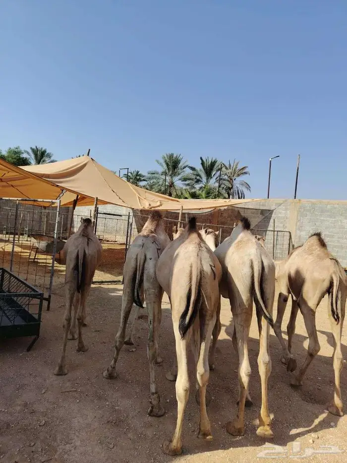 قعدان صوماليه بكميات لتجار الجملة بسوم تنافسي 2