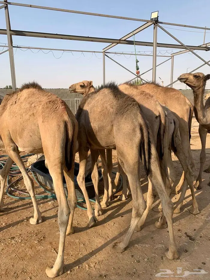 قعدان صوماليه بكميات لتجار الجملة بسوم تنافسي 5